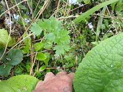 Levisticum officinale