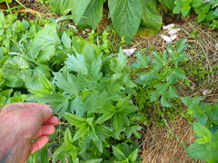 Levisticum officinale