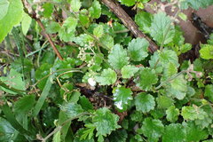 Jovellana sinclairii