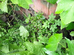 Jovellana sinclairii