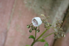 Jovellana sinclairii