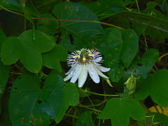 Passiflora pallens
