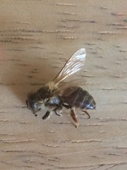 Apis mellifera