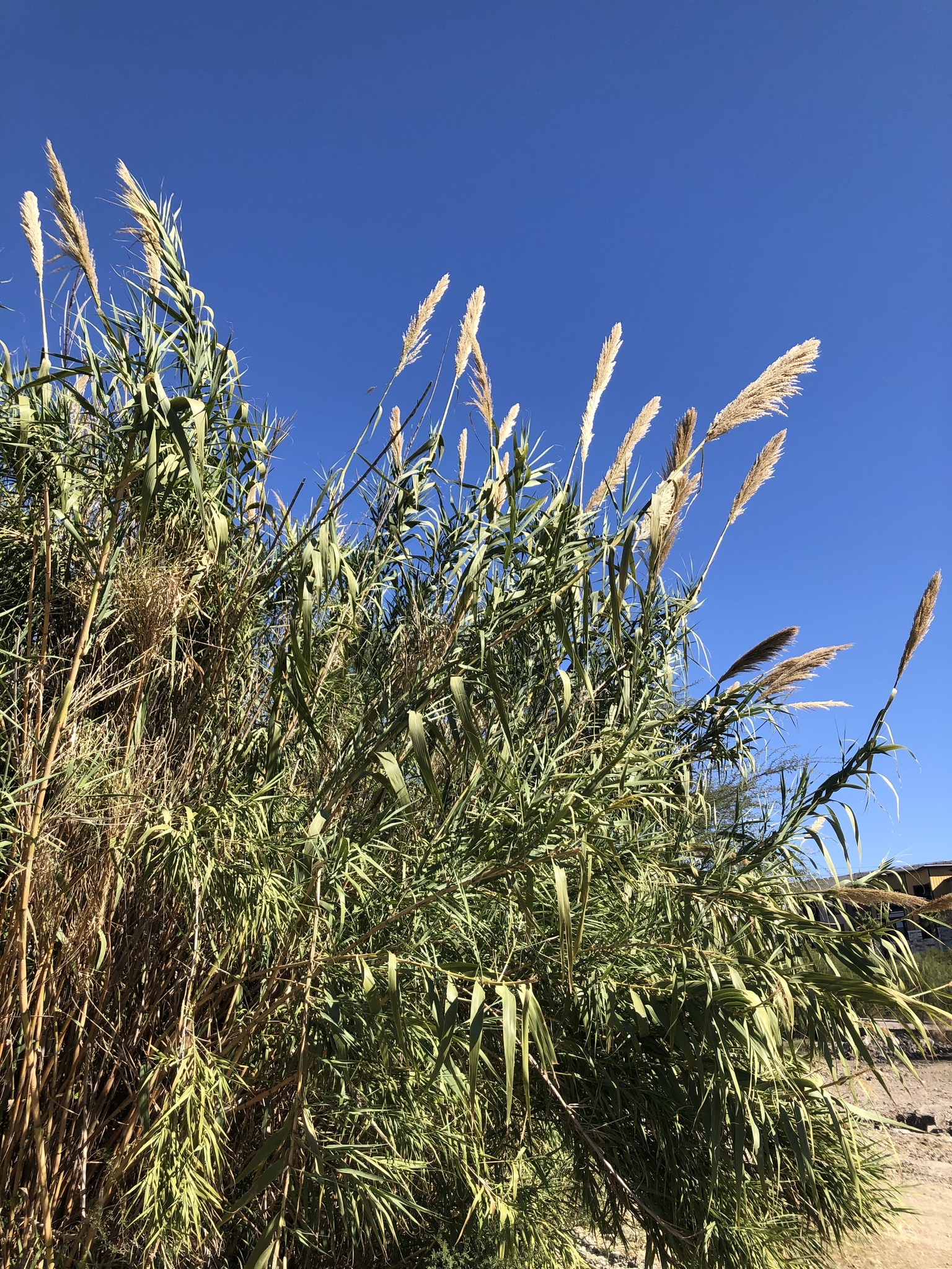 Arundo Donax In Michigan