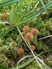 Galerina paludosa