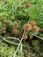 Galerina paludosa