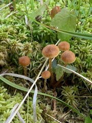 Galerina paludosa
