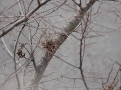 Podosphaera phytoptophila