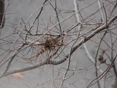 Podosphaera phytoptophila