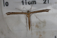 Stenoptilia bipunctidactyla