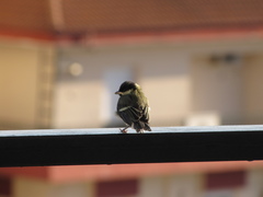 Parus major