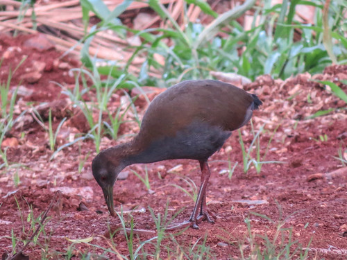 Aramides saracura