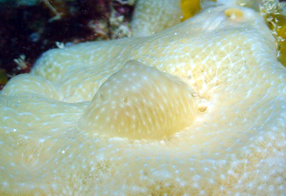 Hallaxa cryptica