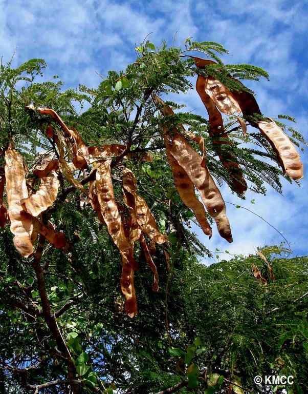 Albizia bernieri