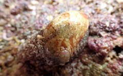 Stomatella impertusa