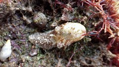 Stomatella impertusa