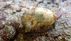 Stomatella impertusa