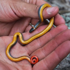 Diadophis punctatus regalis