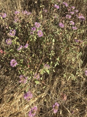 Monardella sheltonii