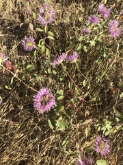 Monardella sheltonii