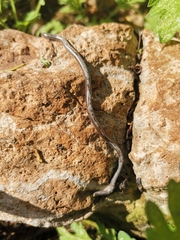 Epictia vindumi