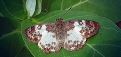 Polyctor