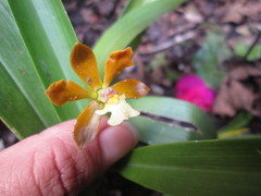 Prosthechea varicosa