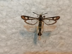 Chamaesphecia astatiformis