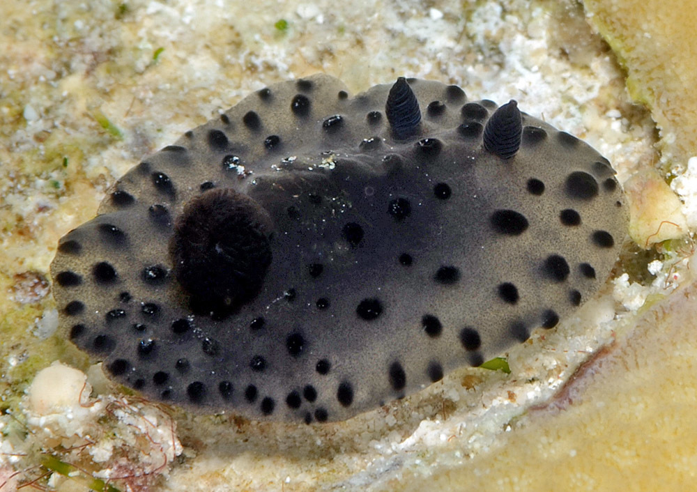 Hallaxa fuscescens