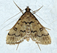 Dolicharthria daralis