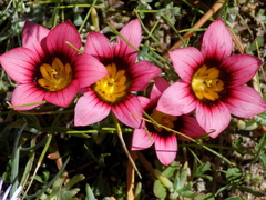 Romulea eximia