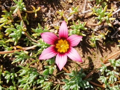 Romulea eximia