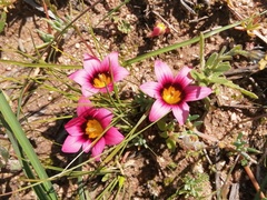 Romulea eximia