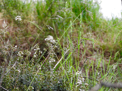 Olearia myrsinoides