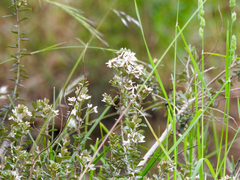 Olearia myrsinoides