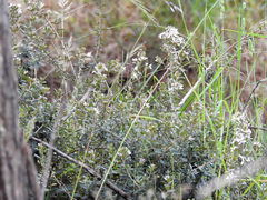 Olearia myrsinoides