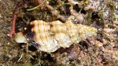 Microcolus dunkeri