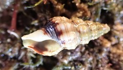 Microcolus dunkeri