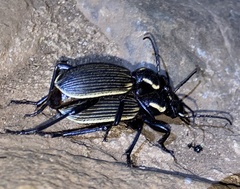 Anthia burchelli petersi