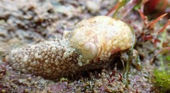 Stomatella impertusa