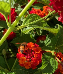 Apis mellifera
