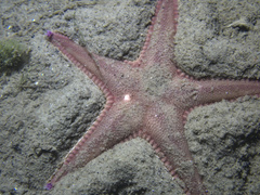 Astropecten irregularis