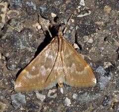 Ecpyrrhorrhoe diffusalis