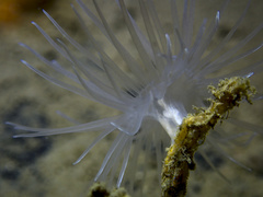 Protanthea simplex