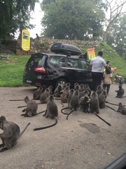 Trachypithecus selangorensis