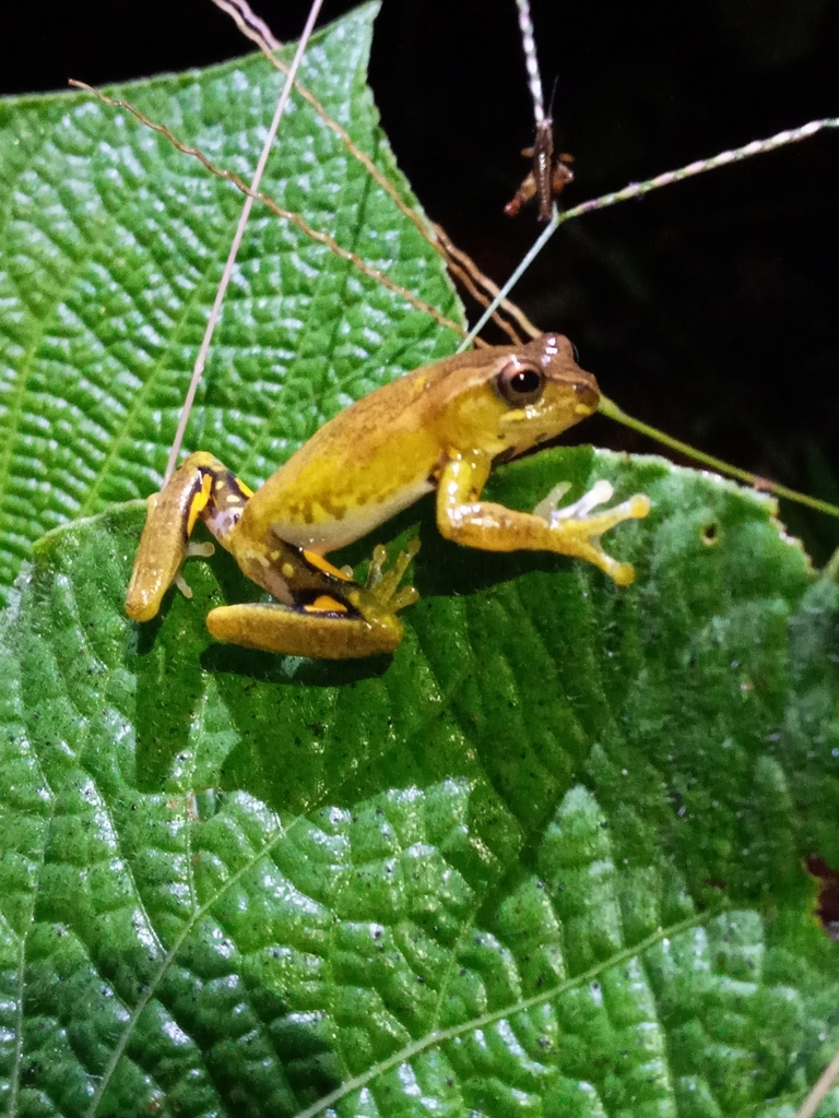 Sierra de Aroa Treefrog