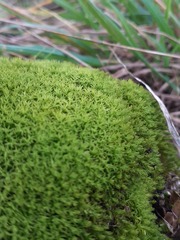 Trichostomum brachydontium