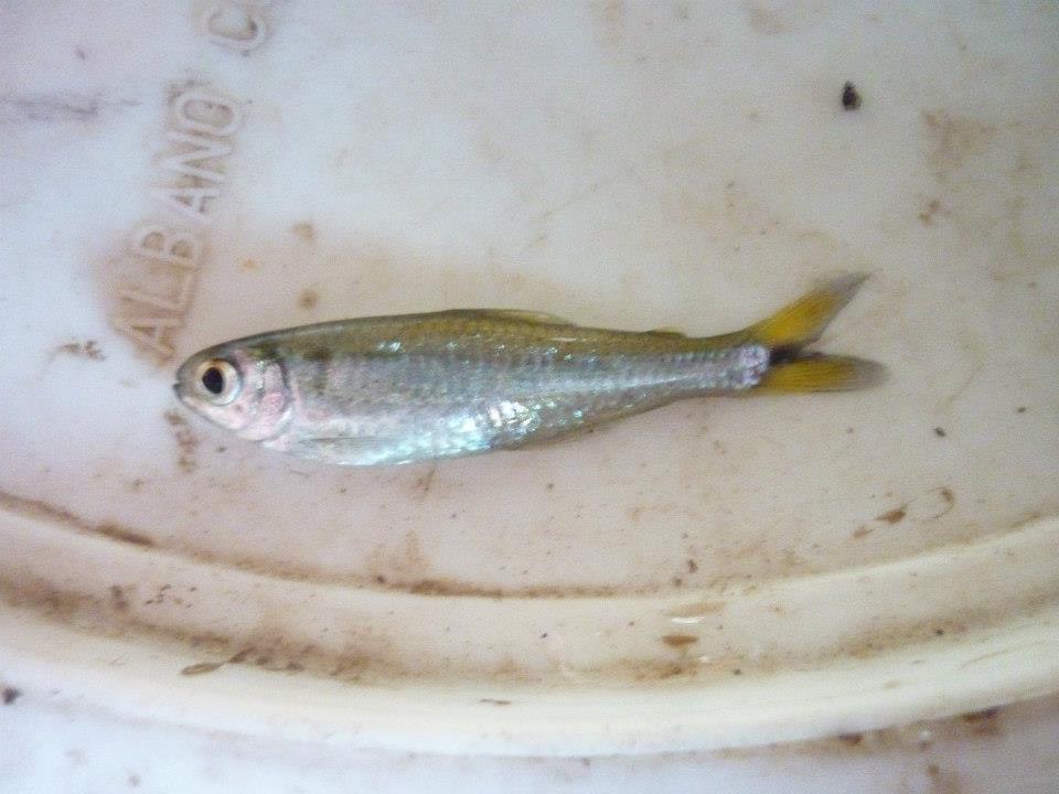 Lemontail Astyanax