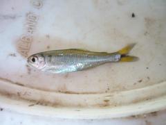 Bryconamericus exodon