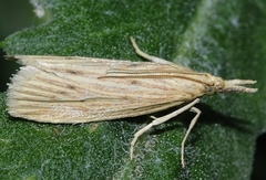 Ematheudes punctella